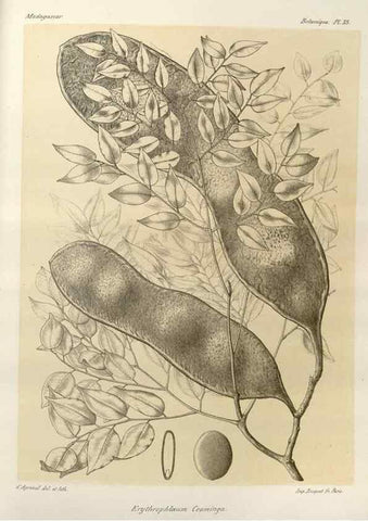 Reproducción/Reproduction 49785302278: Histoire physique, naturelle, et politique de Madagascar. Paris :Impr. nationale,1885-. 