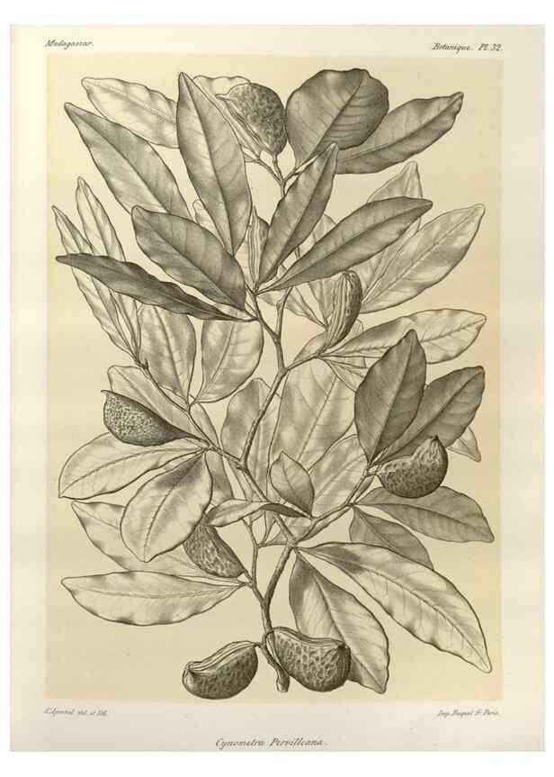 Reproducción/Reproduction 49785301958: Histoire physique, naturelle, et politique de Madagascar. Paris :Impr. nationale,1885-. 