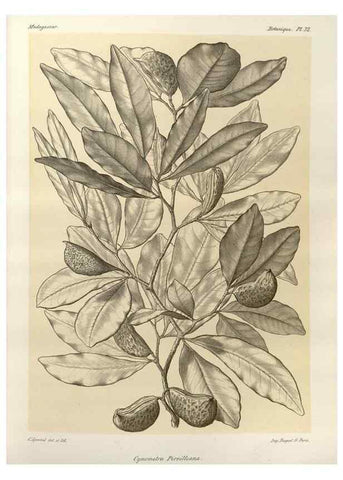 Reproducción/Reproduction 49785301958: Histoire physique, naturelle, et politique de Madagascar. Paris :Impr. nationale,1885-. 