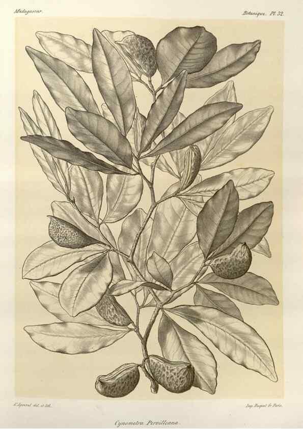 Reproducción/Reproduction 49785301958: Histoire physique, naturelle, et politique de Madagascar. Paris :Impr. nationale,1885-. 