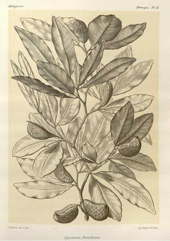 Reproducción/Reproduction 49785301958: Histoire physique, naturelle, et politique de Madagascar. Paris :Impr. nationale,1885-. 