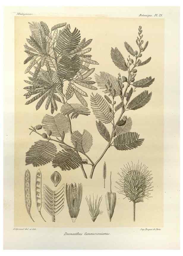 Reproducción/Reproduction 49785833836: Histoire physique, naturelle, et politique de Madagascar. Paris :Impr. nationale,1885-. 