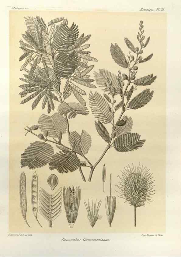 Reproducción/Reproduction 49785833836: Histoire physique, naturelle, et politique de Madagascar. Paris :Impr. nationale,1885-. 