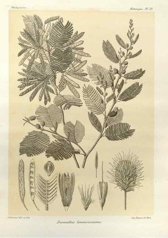 Reproducción/Reproduction 49785833836: Histoire physique, naturelle, et politique de Madagascar. Paris :Impr. nationale,1885-. 