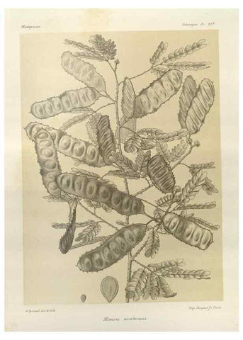 Reproducción/Reproduction 49786156382: Histoire physique, naturelle, et politique de Madagascar. Paris :Impr. nationale,1885-. 