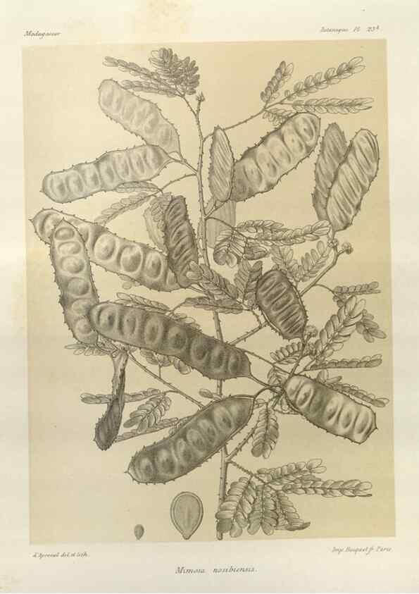 Reproducción/Reproduction 49786156382: Histoire physique, naturelle, et politique de Madagascar. Paris :Impr. nationale,1885-. 