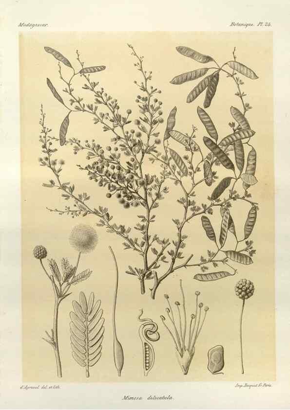 Reproducción/Reproduction 49785297733: Histoire physique, naturelle, et politique de Madagascar. Paris :Impr. nationale,1885-. 
