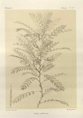 Reproducción/Reproduction 49785834591: Histoire physique, naturelle, et politique de Madagascar. Paris :Impr. nationale,1885-. 