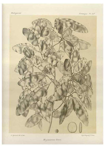 Reproducción/Reproduction 49786157422: Histoire physique, naturelle, et politique de Madagascar. Paris :Impr. nationale,1885-. 