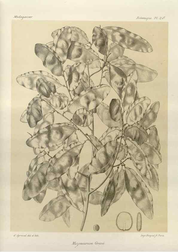 Reproducción/Reproduction 49786157422: Histoire physique, naturelle, et politique de Madagascar. Paris :Impr. nationale,1885-. 