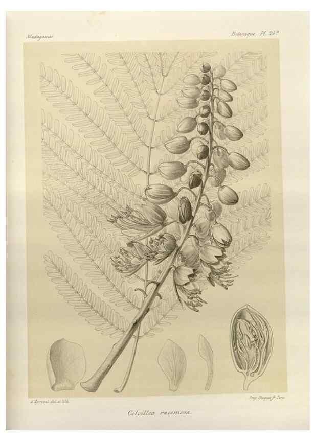 Reproducción/Reproduction 49786157732: Histoire physique, naturelle, et politique de Madagascar. Paris :Impr. nationale,1885-. 