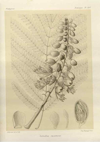 Reproducción/Reproduction 49786157732: Histoire physique, naturelle, et politique de Madagascar. Paris :Impr. nationale,1885-. 