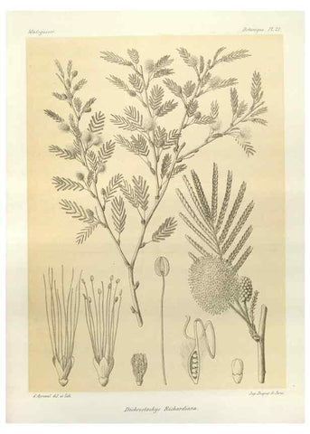 Reproducción/Reproduction 49785296823: Histoire physique, naturelle, et politique de Madagascar. Paris :Impr. nationale,1885-. 