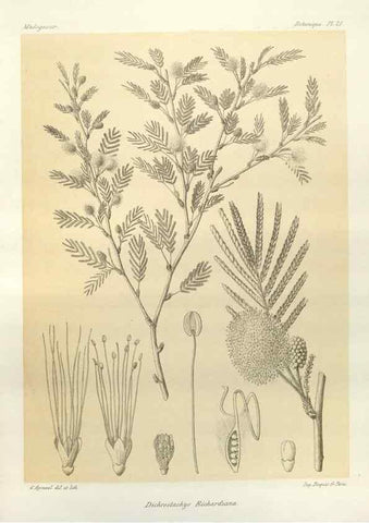 Reproducción/Reproduction 49785296823: Histoire physique, naturelle, et politique de Madagascar. Paris :Impr. nationale,1885-. 