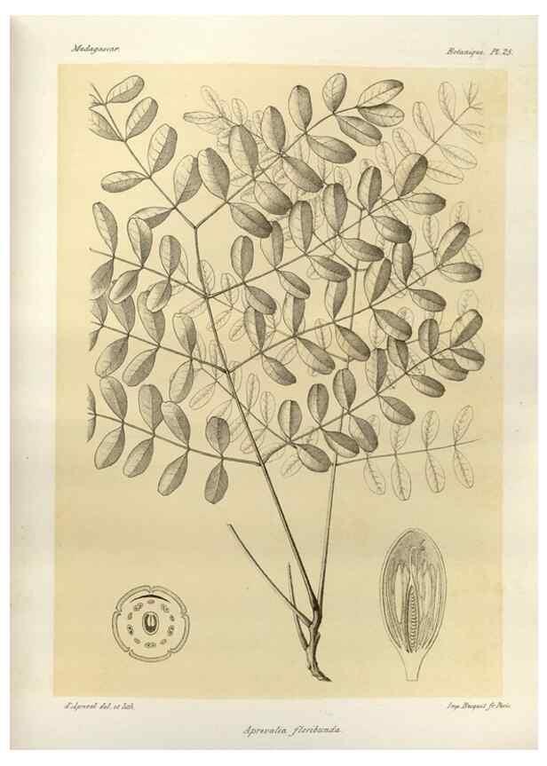 Reproducción/Reproduction 49785299298: Histoire physique, naturelle, et politique de Madagascar. Paris :Impr. nationale,1885-. 