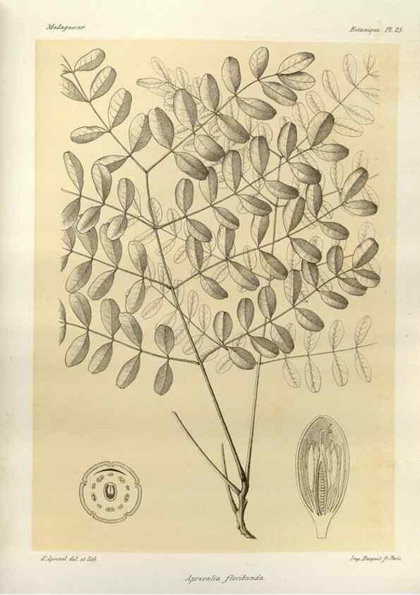 Reproducción/Reproduction 49785299298: Histoire physique, naturelle, et politique de Madagascar. Paris :Impr. nationale,1885-. 