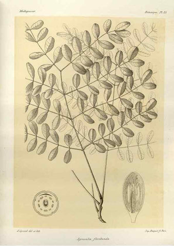 Reproducción/Reproduction 49785299298: Histoire physique, naturelle, et politique de Madagascar. Paris :Impr. nationale,1885-. 