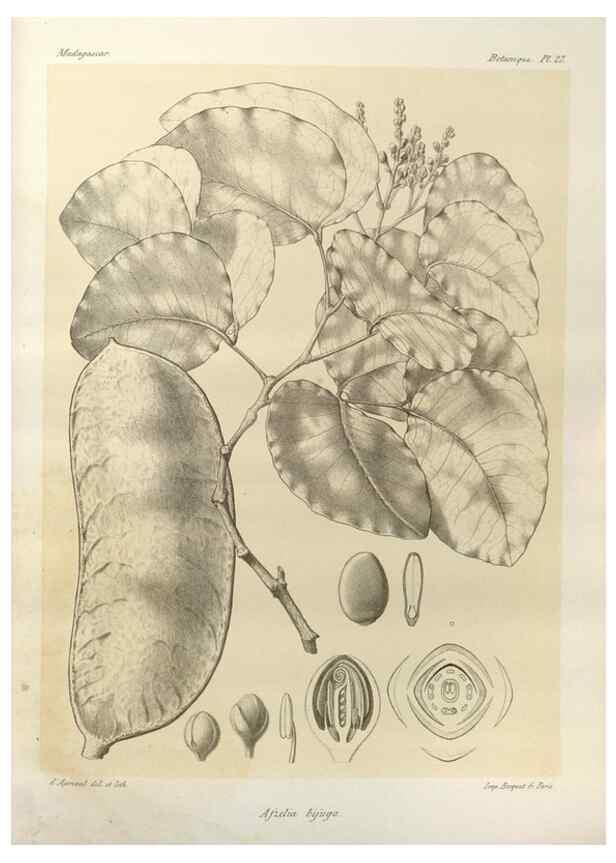 Reproducción/Reproduction 49785299933: Histoire physique, naturelle, et politique de Madagascar. Paris :Impr. nationale,1885-. 