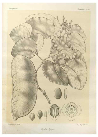Reproducción/Reproduction 49785299933: Histoire physique, naturelle, et politique de Madagascar. Paris :Impr. nationale,1885-. 