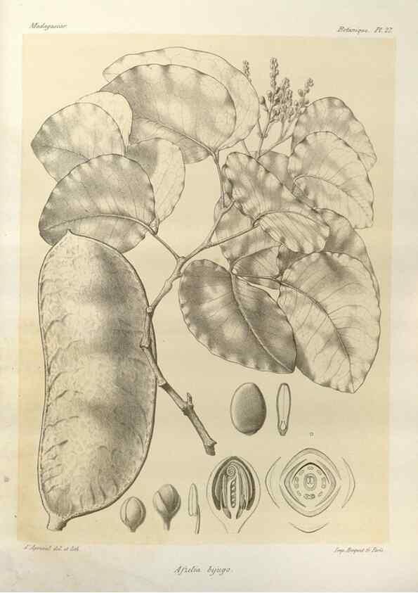 Reproducción/Reproduction 49785299933: Histoire physique, naturelle, et politique de Madagascar. Paris :Impr. nationale,1885-. 
