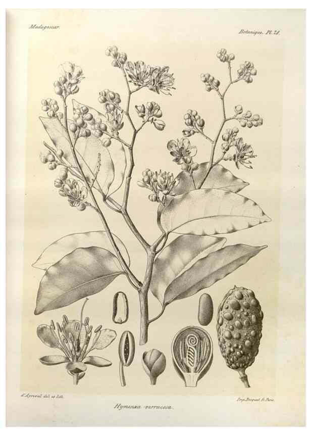Reproducción/Reproduction 49785300298: Histoire physique, naturelle, et politique de Madagascar. Paris :Impr. nationale,1885-. 