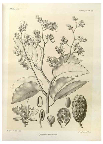 Reproducción/Reproduction 49785300298: Histoire physique, naturelle, et politique de Madagascar. Paris :Impr. nationale,1885-. 
