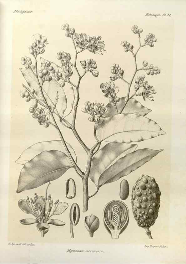 Reproducción/Reproduction 49785300298: Histoire physique, naturelle, et politique de Madagascar. Paris :Impr. nationale,1885-. 
