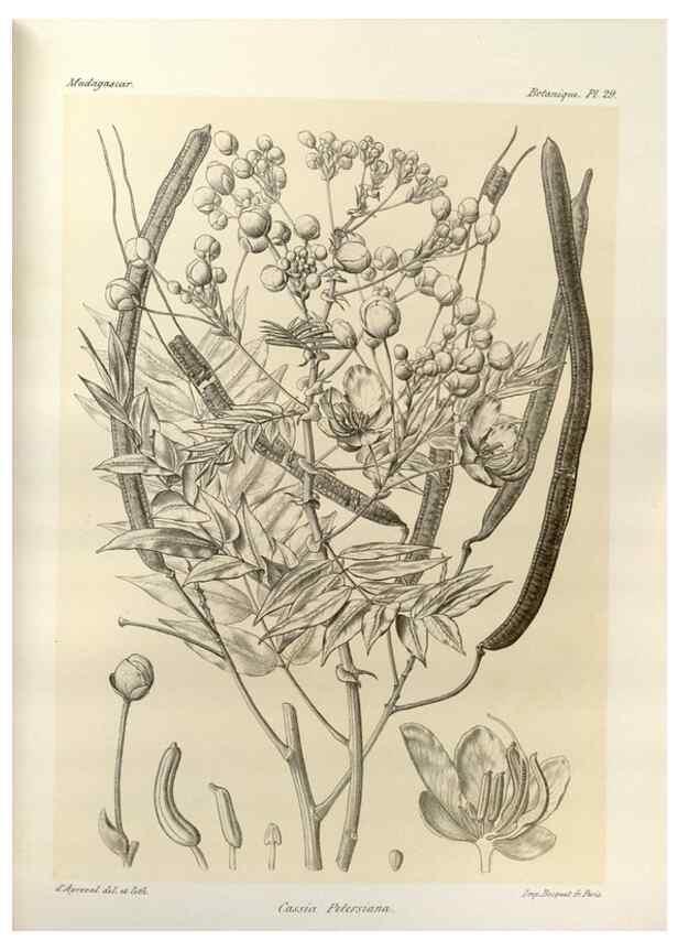 Reproducción/Reproduction 49786159242: Histoire physique, naturelle, et politique de Madagascar. Paris :Impr. nationale,1885-. 