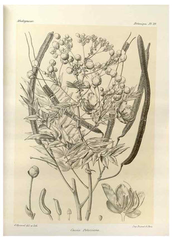 Reproducción/Reproduction 49786159242: Histoire physique, naturelle, et politique de Madagascar. Paris :Impr. nationale,1885-. 