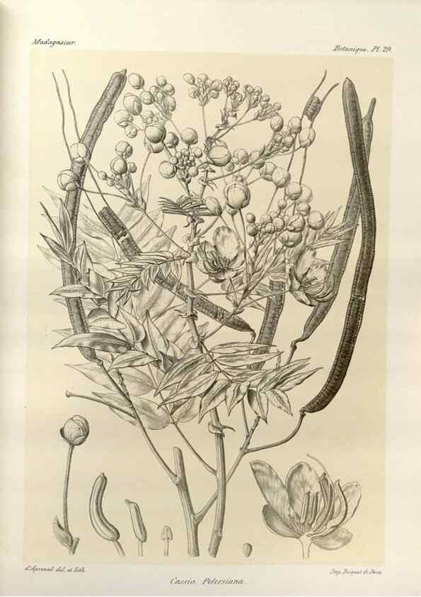 Reproducción/Reproduction 49786159242: Histoire physique, naturelle, et politique de Madagascar. Paris :Impr. nationale,1885-. 