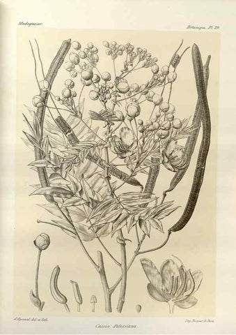 Reproducción/Reproduction 49786159242: Histoire physique, naturelle, et politique de Madagascar. Paris :Impr. nationale,1885-. 