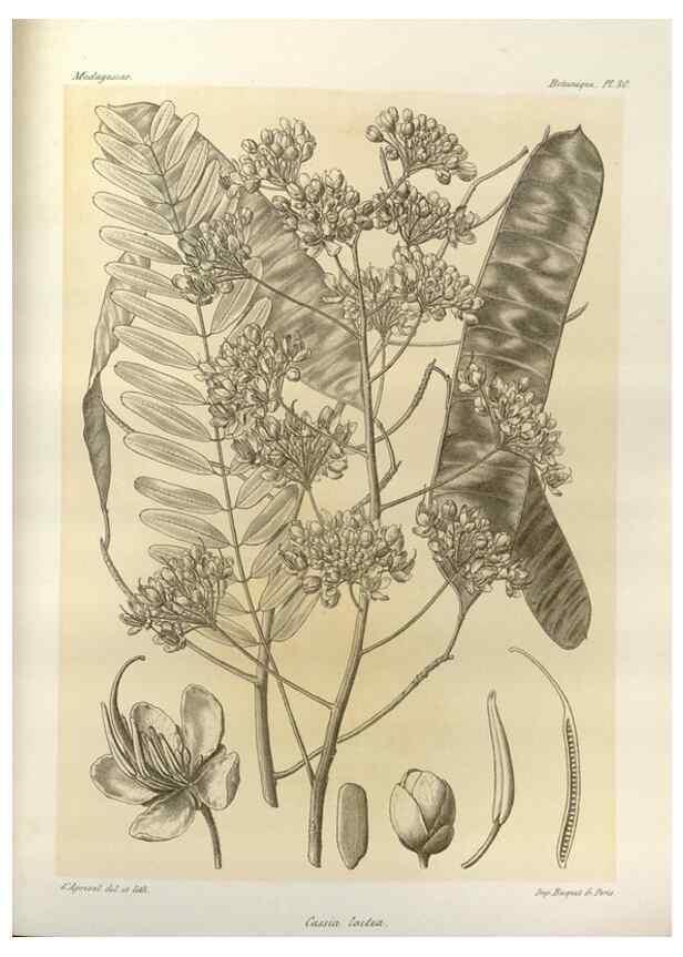 Reproducción/Reproduction 49785837676: Histoire physique, naturelle, et politique de Madagascar. Paris :Impr. nationale,1885-. 
