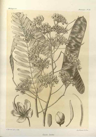 Reproducción/Reproduction 49785837676: Histoire physique, naturelle, et politique de Madagascar. Paris :Impr. nationale,1885-. 
