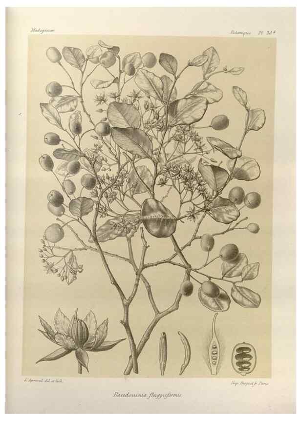 Reproducción/Reproduction 49786159857: Histoire physique, naturelle, et politique de Madagascar. Paris :Impr. nationale,1885-. 
