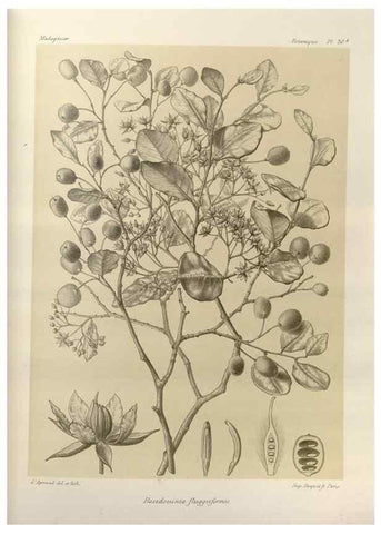 Reproducción/Reproduction 49786159857: Histoire physique, naturelle, et politique de Madagascar. Paris :Impr. nationale,1885-. 