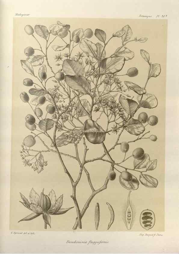 Reproducción/Reproduction 49786159857: Histoire physique, naturelle, et politique de Madagascar. Paris :Impr. nationale,1885-. 