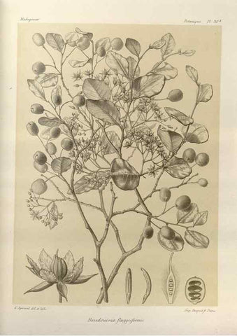 Reproducción/Reproduction 49786159857: Histoire physique, naturelle, et politique de Madagascar. Paris :Impr. nationale,1885-. 