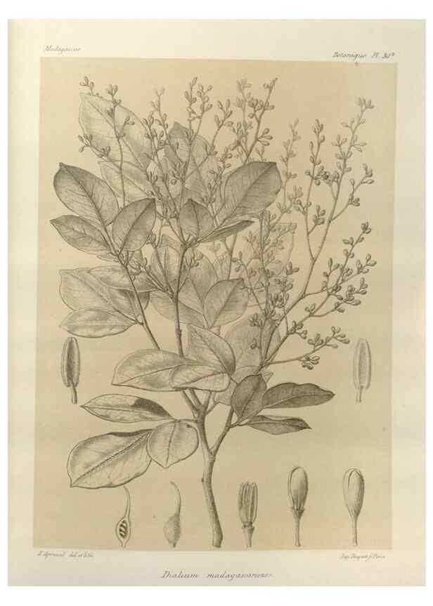 Reproducción/Reproduction 49785838206: Histoire physique, naturelle, et politique de Madagascar. Paris :Impr. nationale,1885-. 