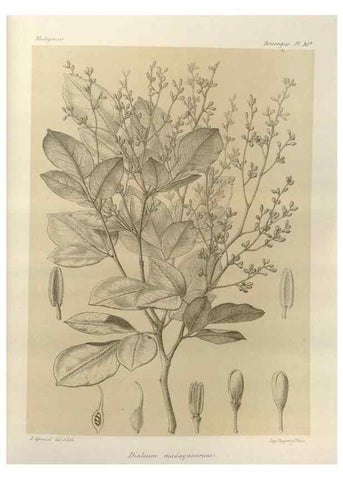 Reproducción/Reproduction 49785838206: Histoire physique, naturelle, et politique de Madagascar. Paris :Impr. nationale,1885-. 