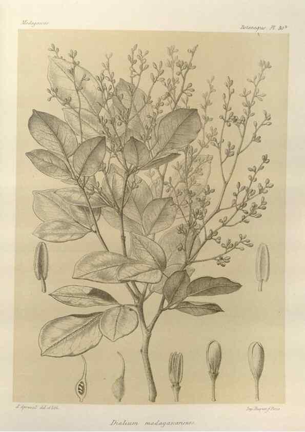 Reproducción/Reproduction 49785838206: Histoire physique, naturelle, et politique de Madagascar. Paris :Impr. nationale,1885-. 
