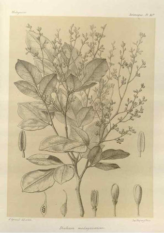 Reproducción/Reproduction 49785838206: Histoire physique, naturelle, et politique de Madagascar. Paris :Impr. nationale,1885-. 