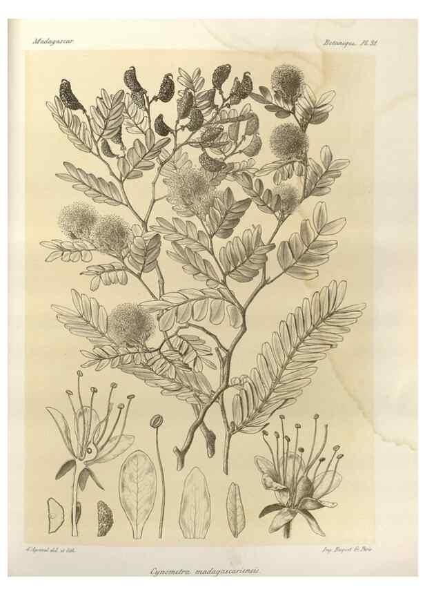 Reproducción/Reproduction 49785301638: Histoire physique, naturelle, et politique de Madagascar. Paris :Impr. nationale,1885-. 