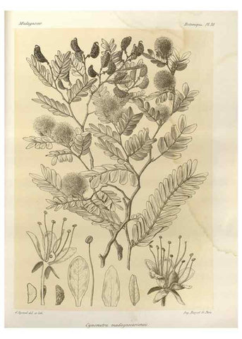 Reproducción/Reproduction 49785301638: Histoire physique, naturelle, et politique de Madagascar. Paris :Impr. nationale,1885-. 