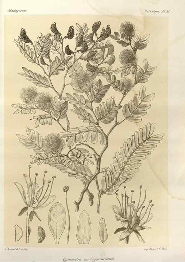 Reproducción/Reproduction 49785301638: Histoire physique, naturelle, et politique de Madagascar. Paris :Impr. nationale,1885-. 