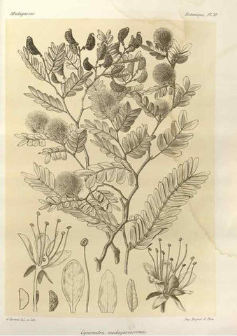Reproducción/Reproduction 49785301638: Histoire physique, naturelle, et politique de Madagascar. Paris :Impr. nationale,1885-. 