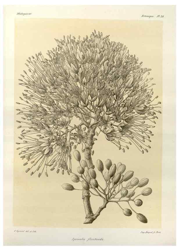 Reproducción/Reproduction 49786158312: Histoire physique, naturelle, et politique de Madagascar. Paris :Impr. nationale,1885-. 
