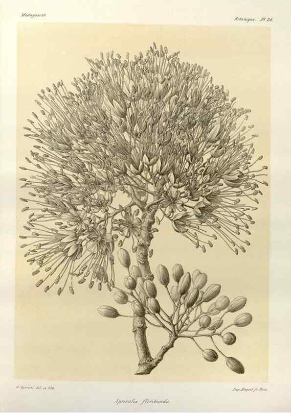 Reproducción/Reproduction 49786158312: Histoire physique, naturelle, et politique de Madagascar. Paris :Impr. nationale,1885-. 