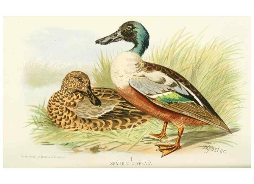 Reproducción/Reproduction 49785161513: Indian sporting birds /. London :Francis Edwards,1915.. 