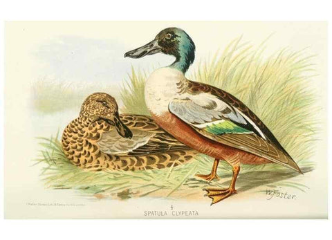 Reproducción/Reproduction 49785161513: Indian sporting birds /. London :Francis Edwards,1915.. 