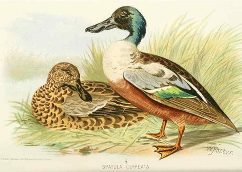 Reproducción/Reproduction 49785161513: Indian sporting birds /. London :Francis Edwards,1915.. 